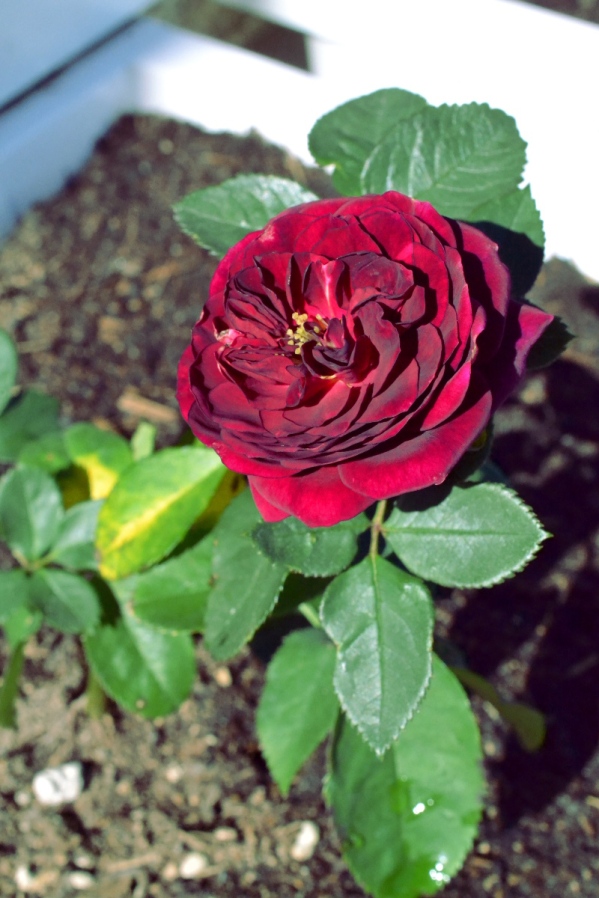 first-rose